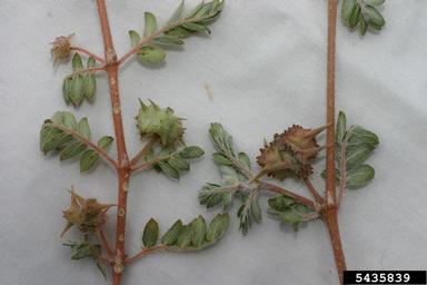 puncturevine seed weevil (Microlarinus lareynii ) on puncturevine (Tribulus terrestris ) - 5435839
