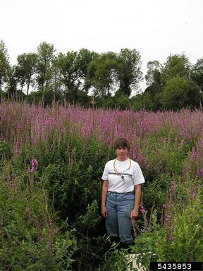purple loosestrife, Lythrum salicaria  (Myrtales: Lythraceae) - 5435853