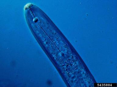 lesion nematode, Pratylenchus spp.  (Tylenchida: Pratylenchidae) - 5435884