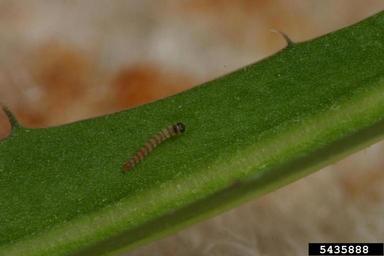 rush skeletonweed root moth (Bradyrrhoa gilveolella ) on rush skeletonweed (Chondrilla juncea ) - 5435888