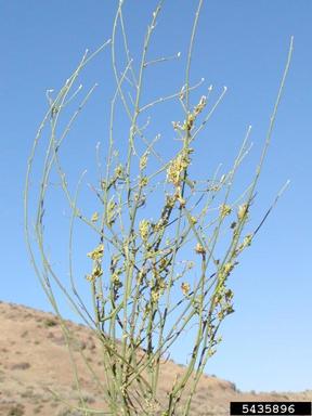 skeletonweed gall mite (Eriophyes chondrillae ) on rush skeletonweed (Chondrilla juncea ) - 5435896