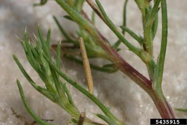 Russian thistle moth (Coleophora klimeschiella ) on Russian-thistle (Salsola tragus ) - 5435915