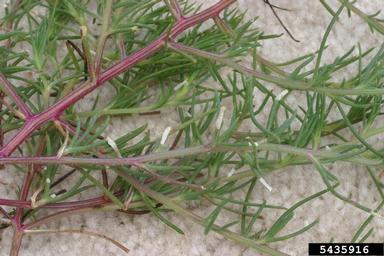 Russian thistle moth (Coleophora klimeschiella ) on Russian-thistle (Salsola tragus ) - 5435916