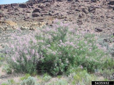 saltcedar, Tamarix ramosissima  (Violales: Tamaricaceae) - 5435932