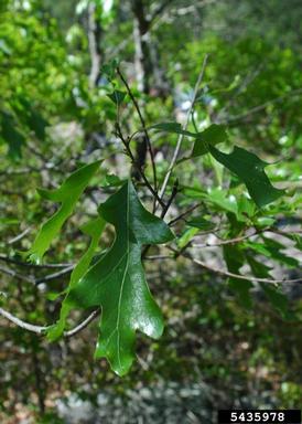 Georgia oak, Quercus georgiana  (Fagales: Fagaceae) - 5435978