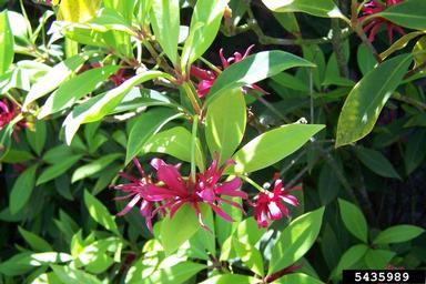 Florida anisetree, Illicium floridanum  (Illiciales: Illiciaceae) - 5435989