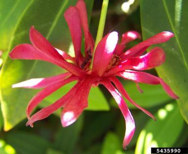 Florida anisetree, Illicium floridanum  (Illiciales: Illiciaceae) - 5435990