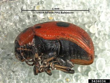 lucerne beetle, Gonioctena fornicata  (Coleoptera: Chrysomelidae) - 5436034