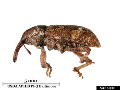 small banded pine weevil, Pissodes castaneus  (Coleoptera: Curculionidae) - 5436036