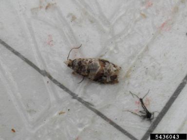 grape berry moth, Lobesia botrana  (Lepidoptera: Tortricidae) - 5436043