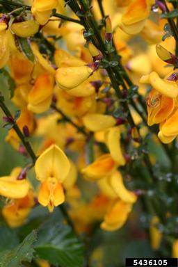 Scotch broom, Cytisus scoparius  (Fabales: Fabaceae (Leguminosae)) - 5436105