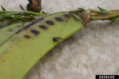Scottish broom seed weevil (Exapion fuscirostre ) on Scotch broom (Cytisus scoparius ) - 5436109