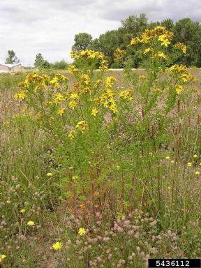 common St. Johnswort, Hypericum perforatum  (Theales: Clusiaceae) - 5436112