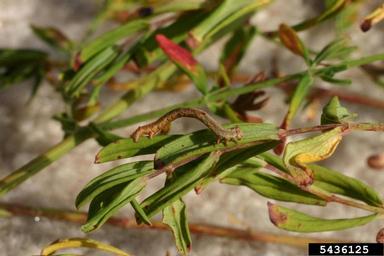 St. John's Wort Inchworm (Aplocera plagiata ) on common St. Johnswort (Hypericum perforatum ) - 5436125
