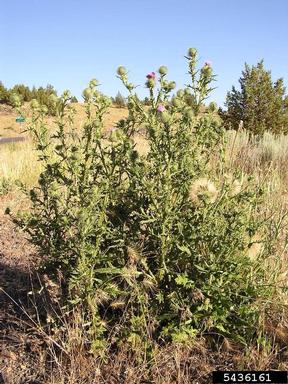 bull thistle, Cirsium vulgare  (Asterales: Asteraceae) - 5436161