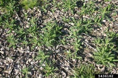 Canada thistle, Cirsium arvense  (Asterales: Asteraceae) - 5436182