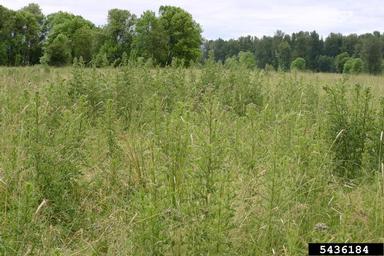 Canada thistle, Cirsium arvense  (Asterales: Asteraceae) - 5436184