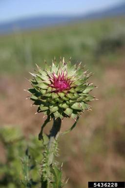 musk thistle, Carduus nutans  (Asterales: Asteraceae) - 5436228