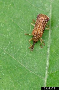 leaf beetles, Sumitrosis spp.  (Coleoptera: Chrysomelidae) - 5436253