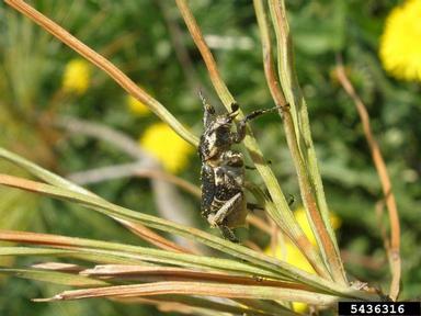 scarab beetle, Valgus hemipterus  (Coleoptera: Scarabaeidae) - 5436316