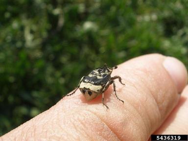 scarab beetle, Valgus hemipterus  (Coleoptera: Scarabaeidae) - 5436319