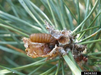European pine shoot moth, Rhyacionia buoliana  (Lepidoptera: Tortricidae) - 5436322