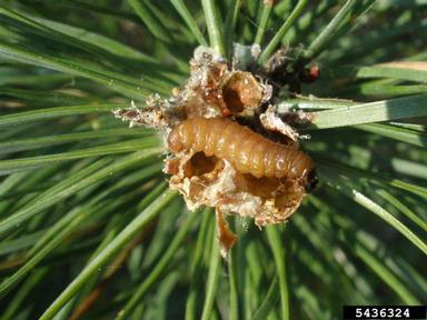 European pine shoot moth, Rhyacionia buoliana  (Lepidoptera: Tortricidae) - 5436324
