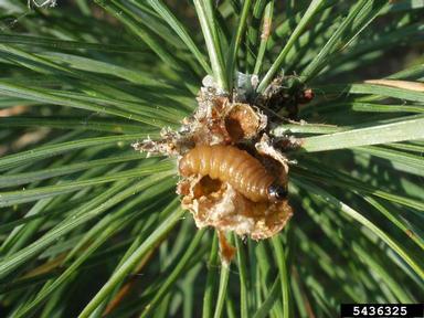 European pine shoot moth, Rhyacionia buoliana  (Lepidoptera: Tortricidae) - 5436325
