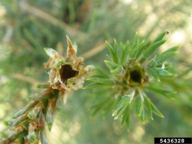 European pine shoot moth, Rhyacionia buoliana  (Lepidoptera: Tortricidae) - 5436328