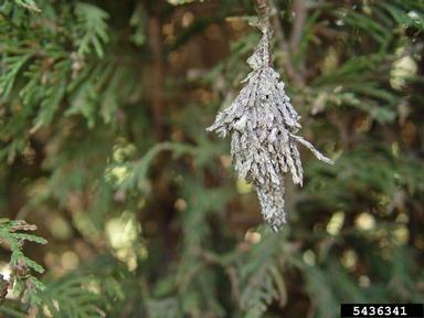 bagworm (Thyridopteryx ephemeraeformis ) on Leyland cypress (x Cupressocyparis leylandii ) - 5436341