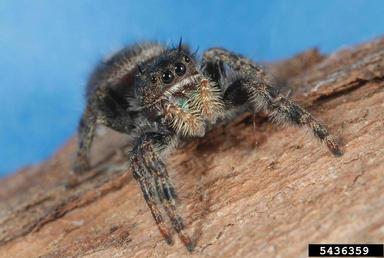 daring jumping spider, Phidippus audax  (Araneae: Salticidae) - 5436359