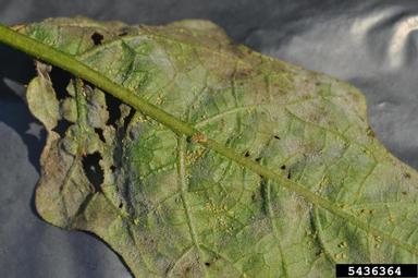 lady beetle (  ) on eggplant (Solanum melongena ) - 5436364