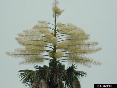 toddy palm, Borassus flabellifer  (Arecales: Arecaceae) - 5436370