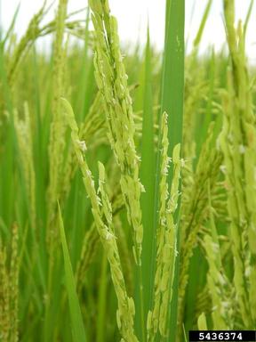 rice, Oryza sativa  (Cyperales: Poaceae) - 5436374