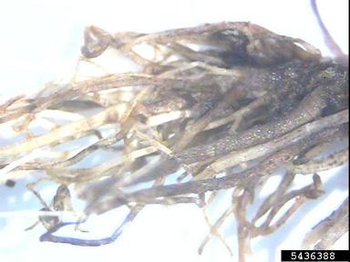 black root rot (Thielaviopsis basicola ) on tobacco (Nicotiana spp. ) - 5436388