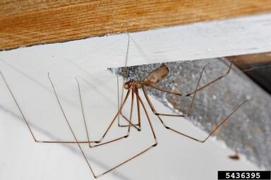 cellar spider, Pholcus phalangioides  (Araneae: Pholcidae) - 5436395
