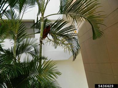 yellow butterfly palm, Dypsis lutescens  (Arecales: Arecaceae) - 5436429