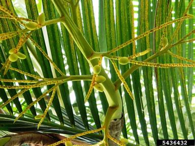 yellow butterfly palm, Dypsis lutescens  (Arecales: Arecaceae) - 5436432