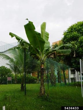 black Sigatoka disease (Mycosphaerella fijiensis ) on bananas (Musa spp. ) - 5436433