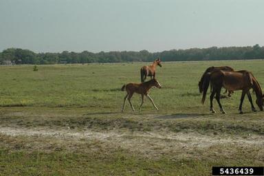 horse (feral), Equus caballus (feral type) (Perissodactyla: Equidae) - 5436439