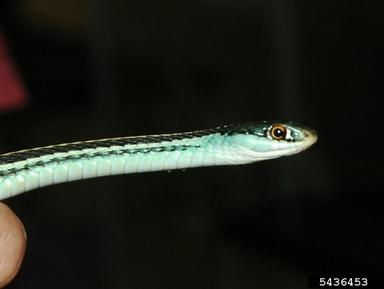 Gulf Coast Ribbon Snake, Thamnophis proximus orarius (Squamata: Colubridae) - 5436453