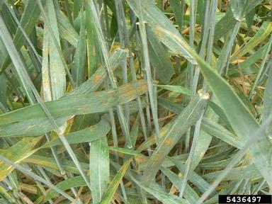 wheat leaf rust (Puccinia recondita ) on durum wheat (Triticum durum ) - 5436497