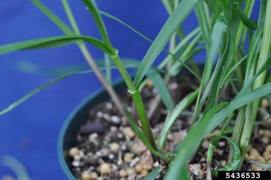 Italian ryegrass, Festuca perennis  (Cyperales: Poaceae) - 5436533