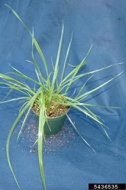 Italian ryegrass, Festuca perennis  (Cyperales: Poaceae) - 5436535