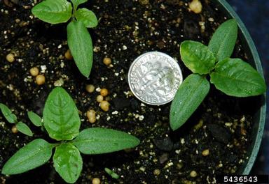 apple-of-Peru, Nicandra physalodes  (Solanales: Solanaceae) - 5436543