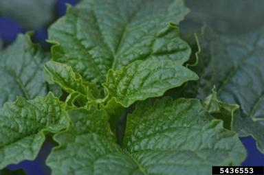 apple-of-Peru, Nicandra physalodes  (Solanales: Solanaceae) - 5436553