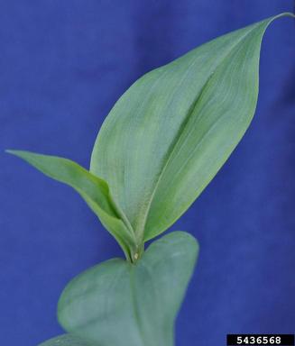 Asiatic dayflower, Commelina communis  (Commelinales: Commelinaceae) - 5436568