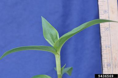 Asiatic dayflower, Commelina communis  (Commelinales: Commelinaceae) - 5436569