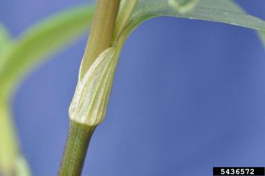 Asiatic dayflower, Commelina communis  (Commelinales: Commelinaceae) - 5436572