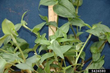 Asiatic dayflower, Commelina communis  (Commelinales: Commelinaceae) - 5436580